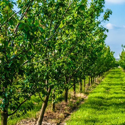 Pruimenboom 'Queen-Claude Golden' - Bakker