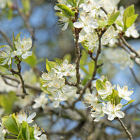 Pruimenboom 'Queen-Claude Golden' - Prunus domestica reine-claude dorée - Pruimen