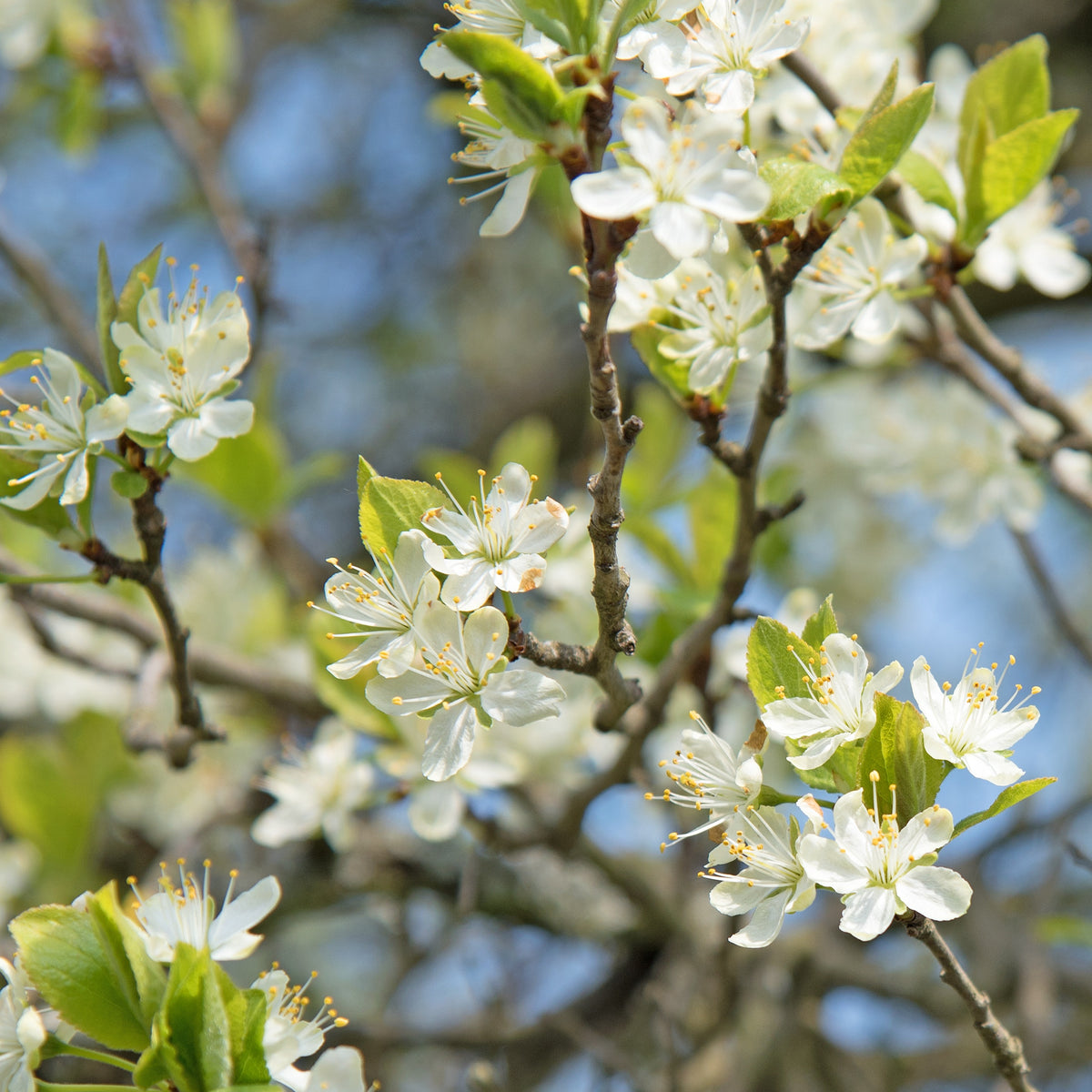 Pruimenboom 'Queen-Claude Golden' - Prunus domestica reine-claude dorée - Bakker