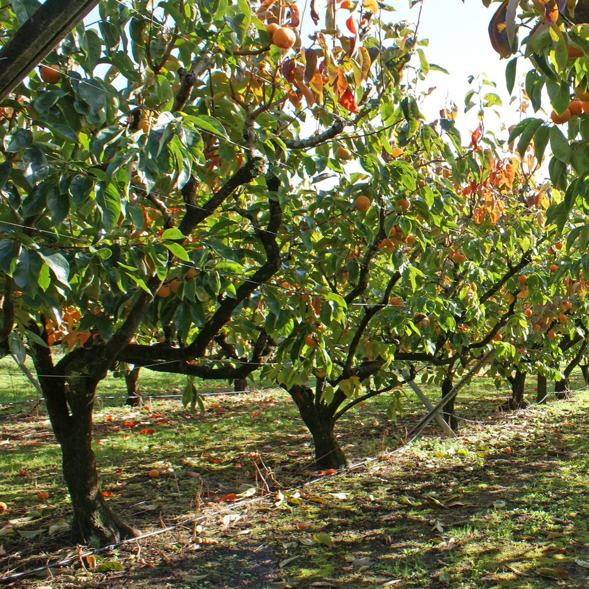 Kaki diospyros rojo brillante - Kakiboom 'Rojo Brilliante' - Kakibomen