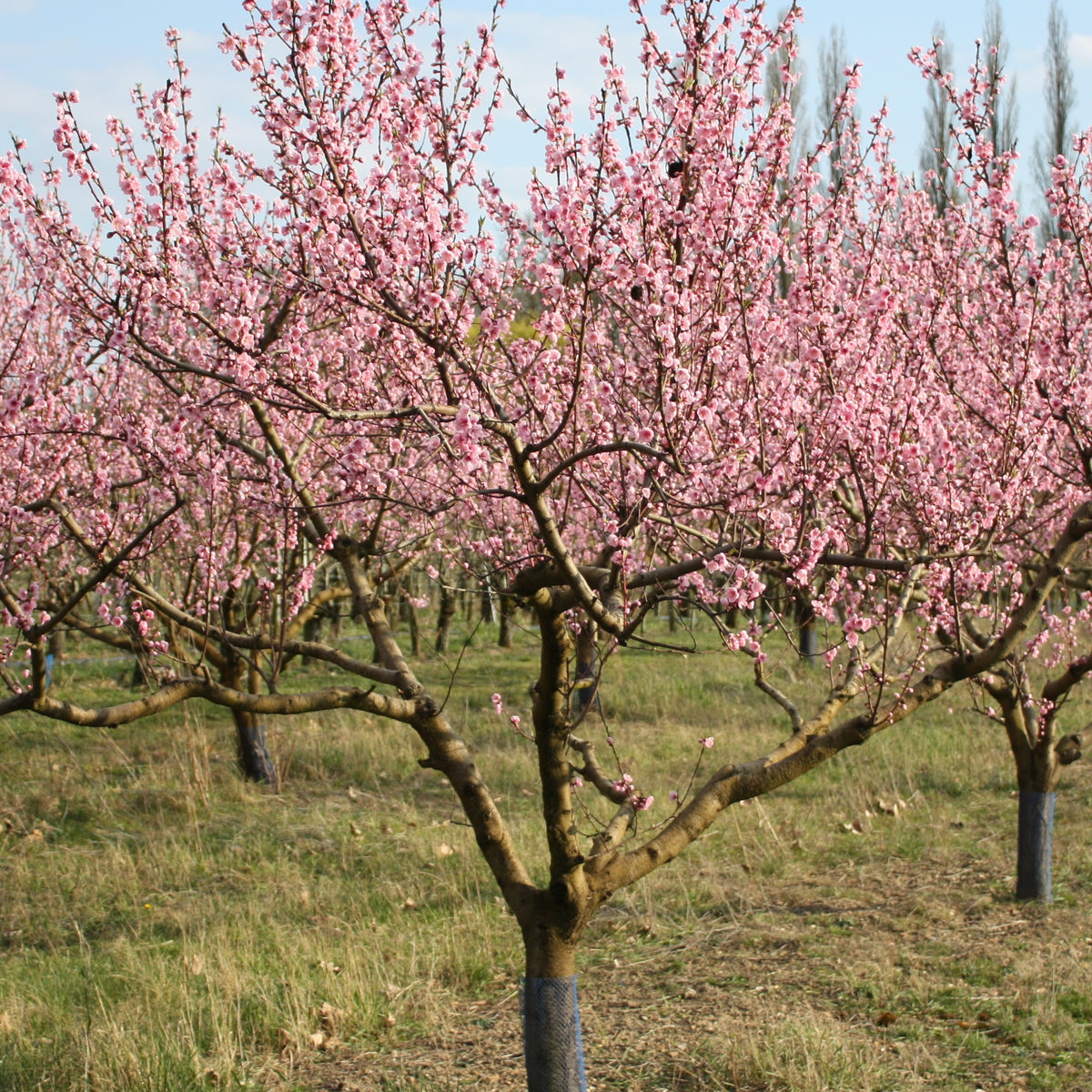 Perzik 'Suncrest' - Prunus persica suncrest - Bakker