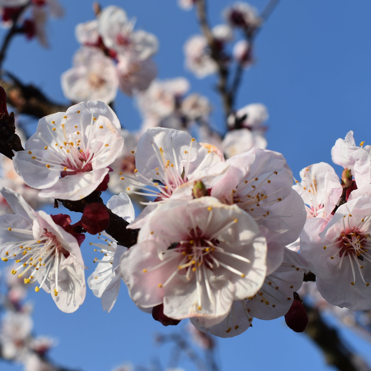 Abrikozenboom 'Luizet' - Prunus armeniaca luizet - Bakker