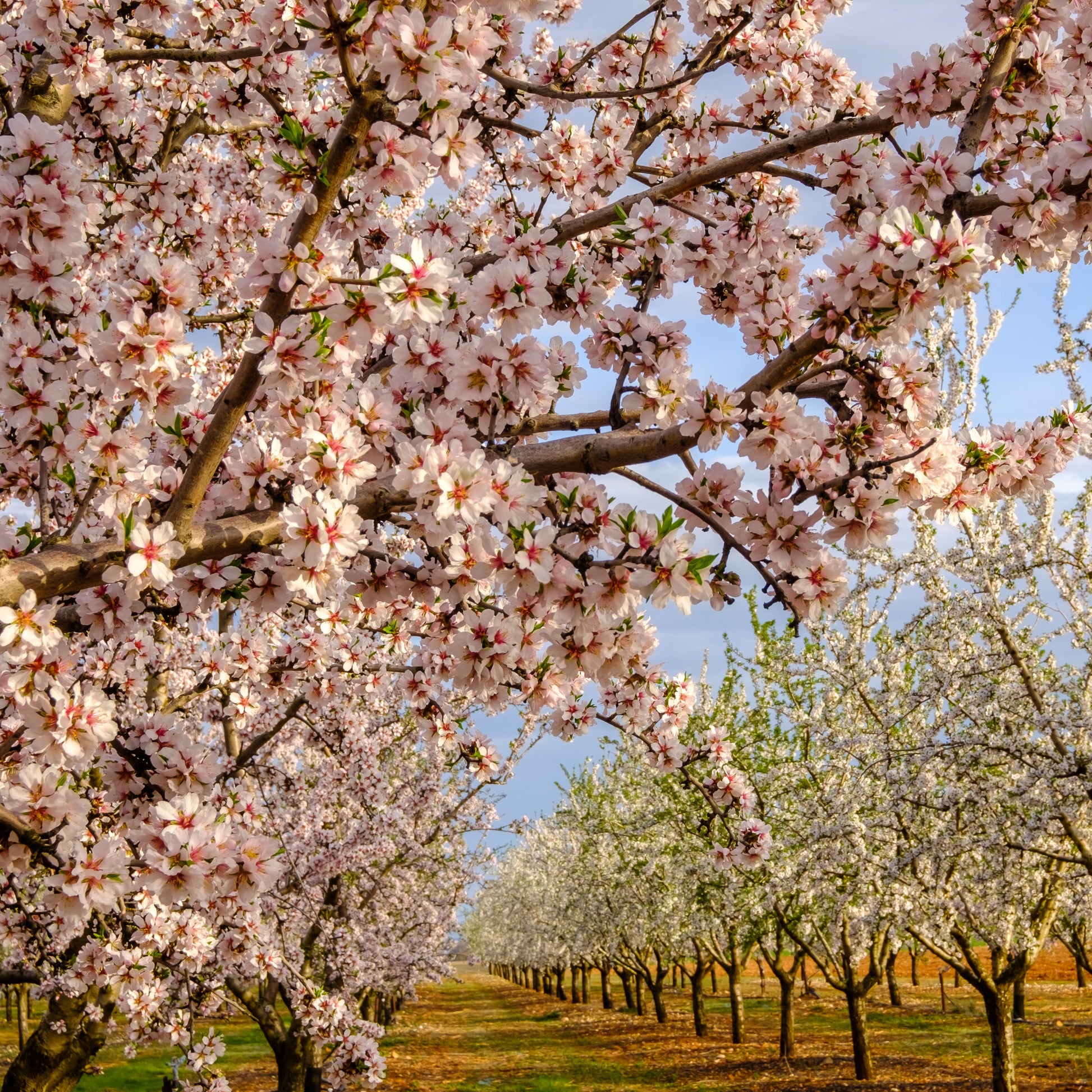 Amandelboom - Prunus dulcis Texas