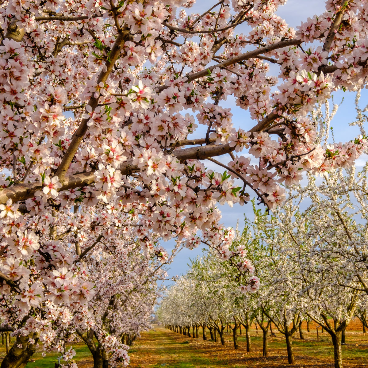 Amandelboom - Prunus dulcis Texas - Bakker