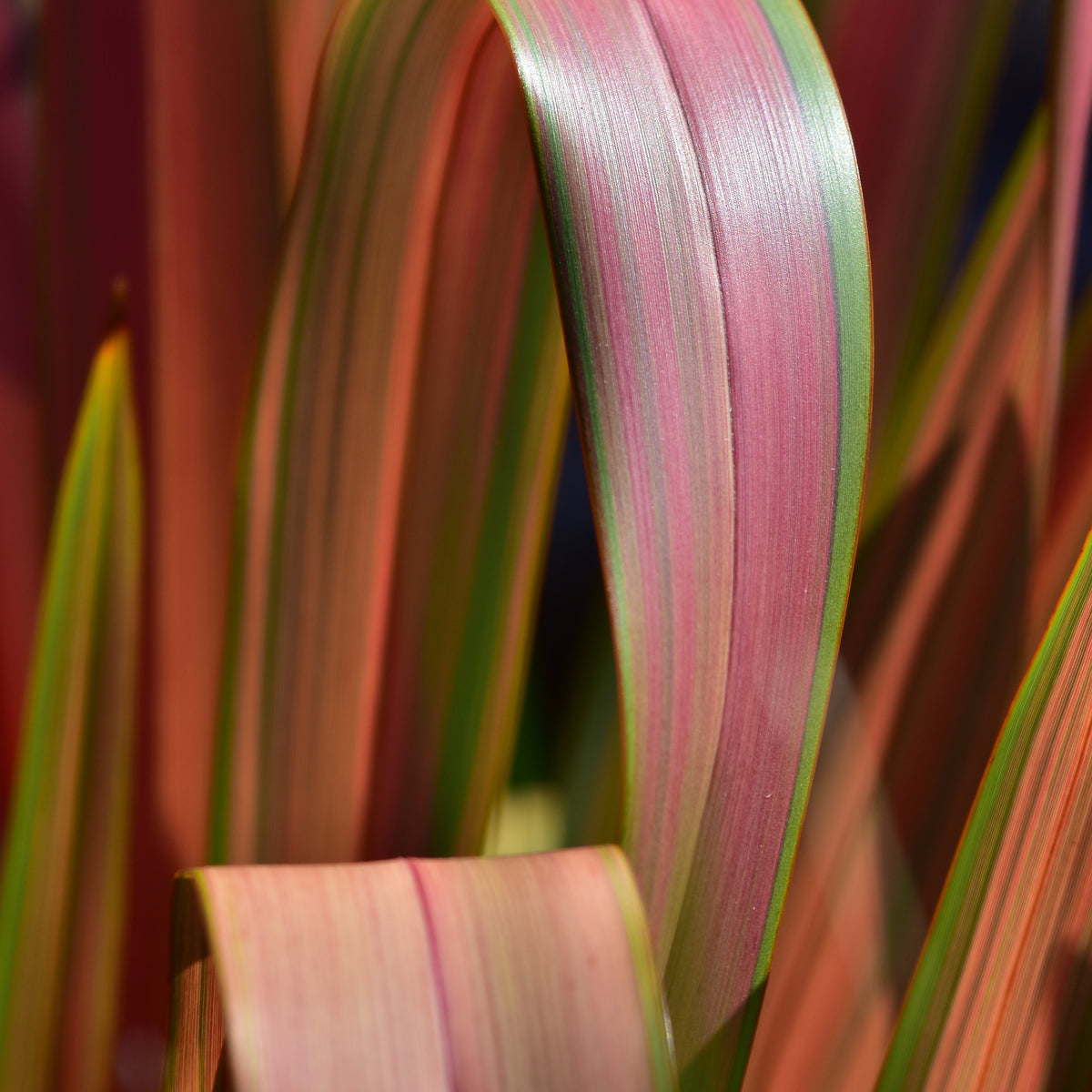 Nieuw Zeelands vlas 'Rainbow Queen' - Bakker