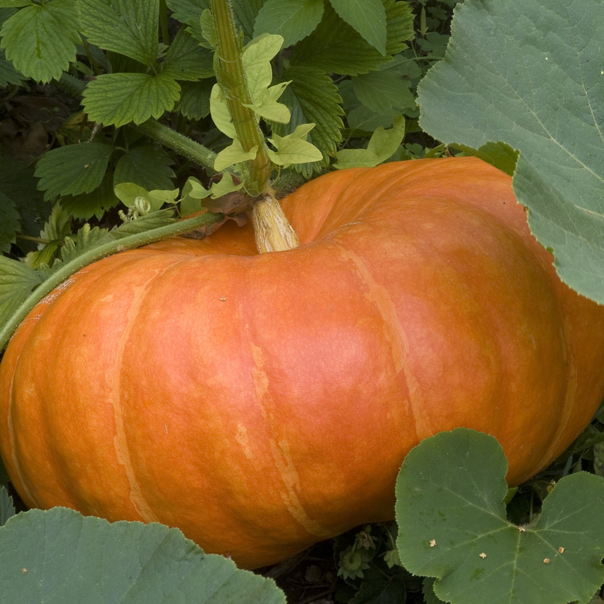 Pompoen 'Etampes' - Cucurbita maxima - Moestuin