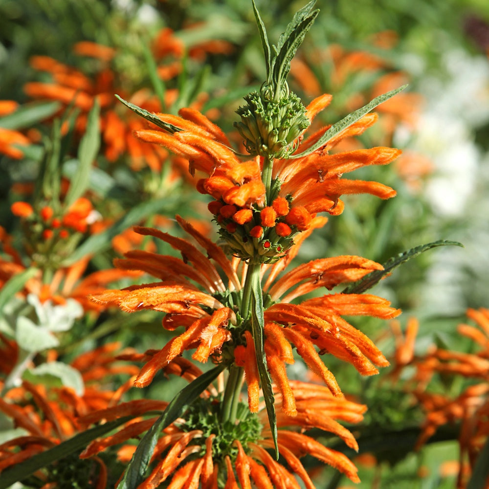 Leeuwestaart - Leonotis leonurus - Bakker