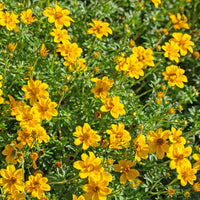 Bidens (x3) - Bidens ferulifolia - Tuinplanten