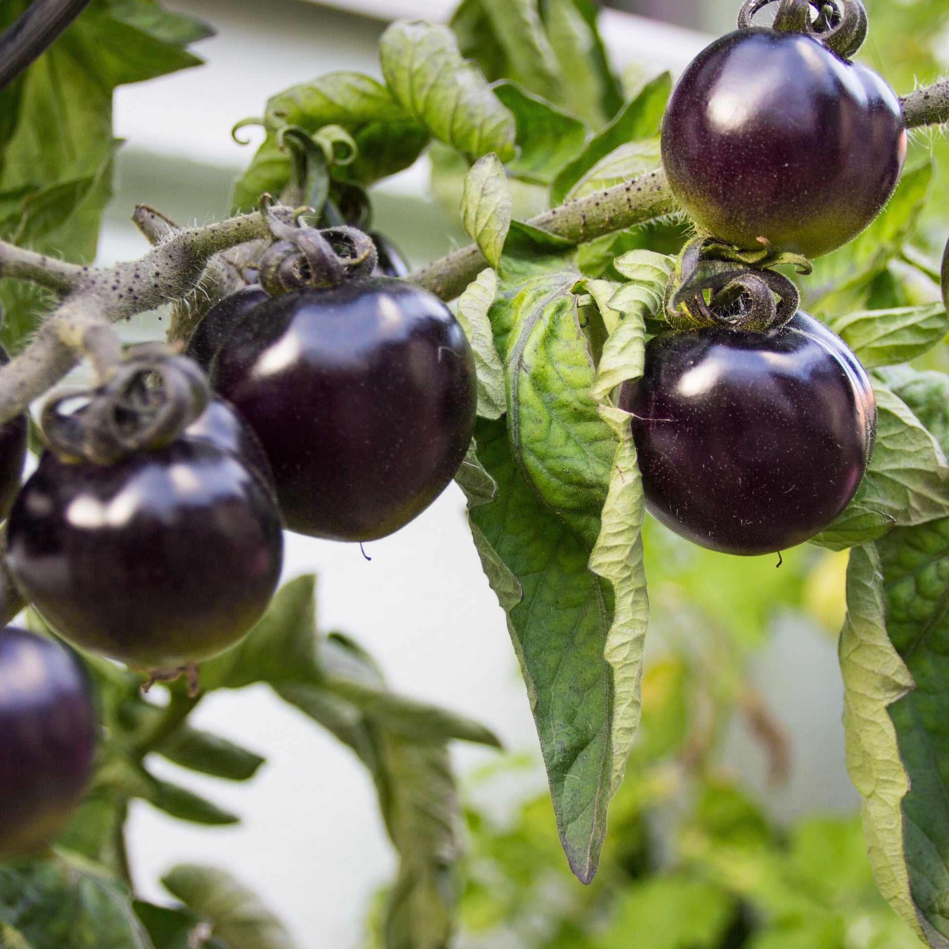 Kerstomaat 'Tartufo' - Solanum lycopersicon tartufo - Moestuin