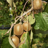 Kiwi 'Jenny' - Actinidia deliciosa 'jenny' - Fruit