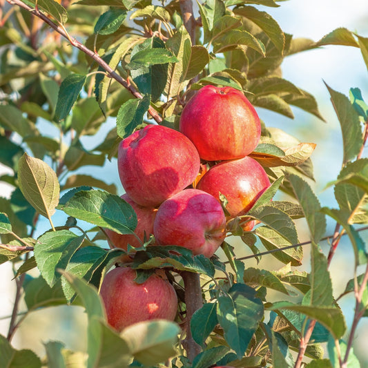 Appel Summerred - Malus domestica summerred - Fruit