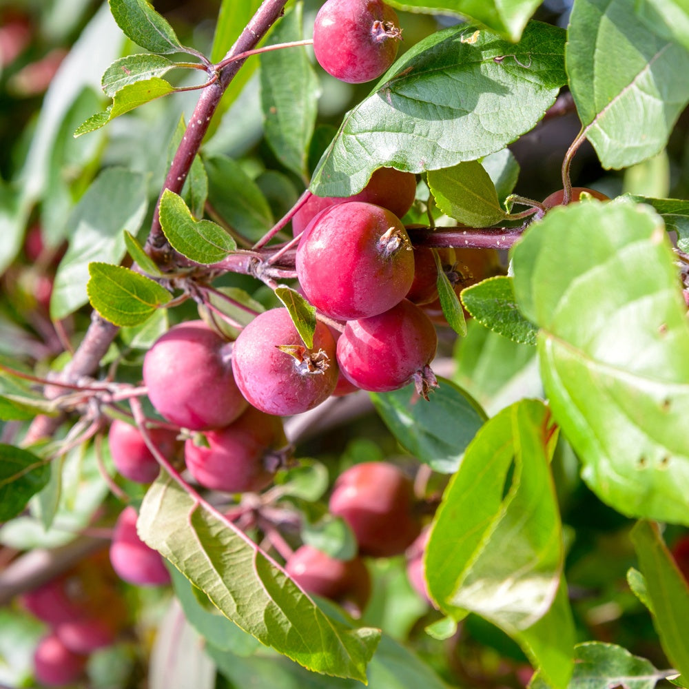 Appel Red Sentinel - Malus red sentinel - Tuinplanten