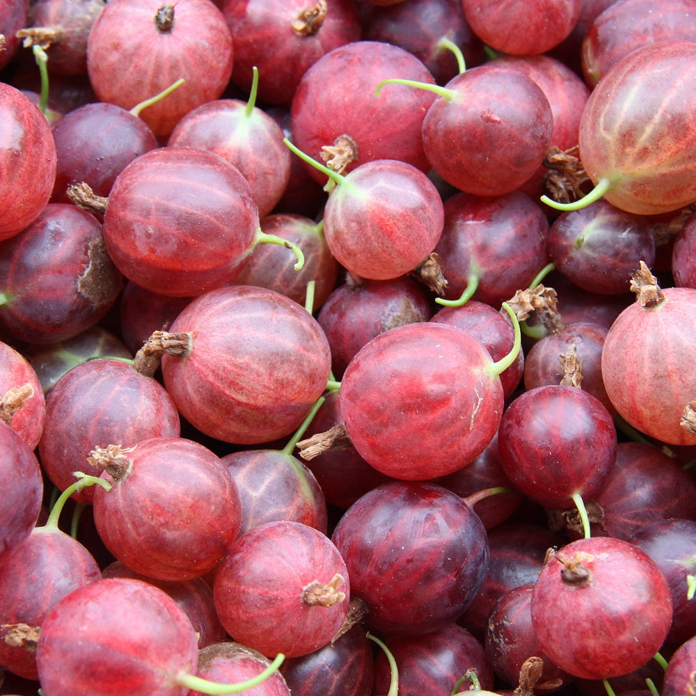 Kruisbes 'Hinnonmäki Röd' - Bakker