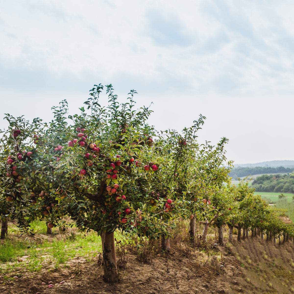 Appelboom 'Red Chief' - Malus domestica 'red chief' - Bakker