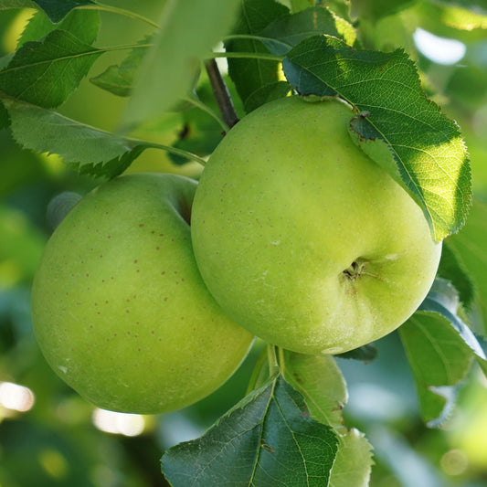 Appelboom 'Granny Smith' - Bakker