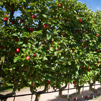 Appelboom 'Starking Delicious' - Malus domestica 'starking delicious' - Fruitbomen