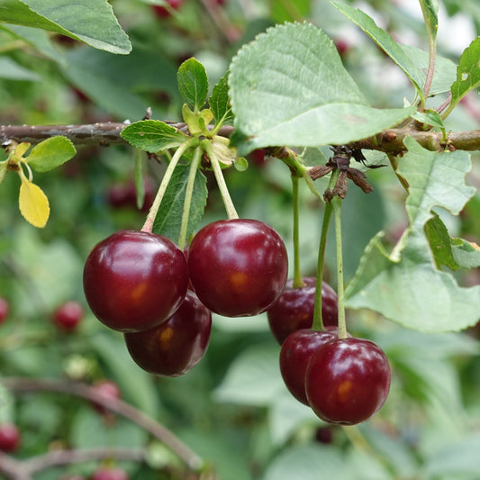 Zoete kers 'Morreau' - Prunus avium 'morreau' - Fruit