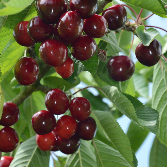 Zoete kers 'Hedelfingen' - Prunus avium 'hedelfingen' - Fruit