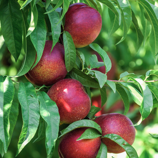Nectarine 'Big Top' - Bakker