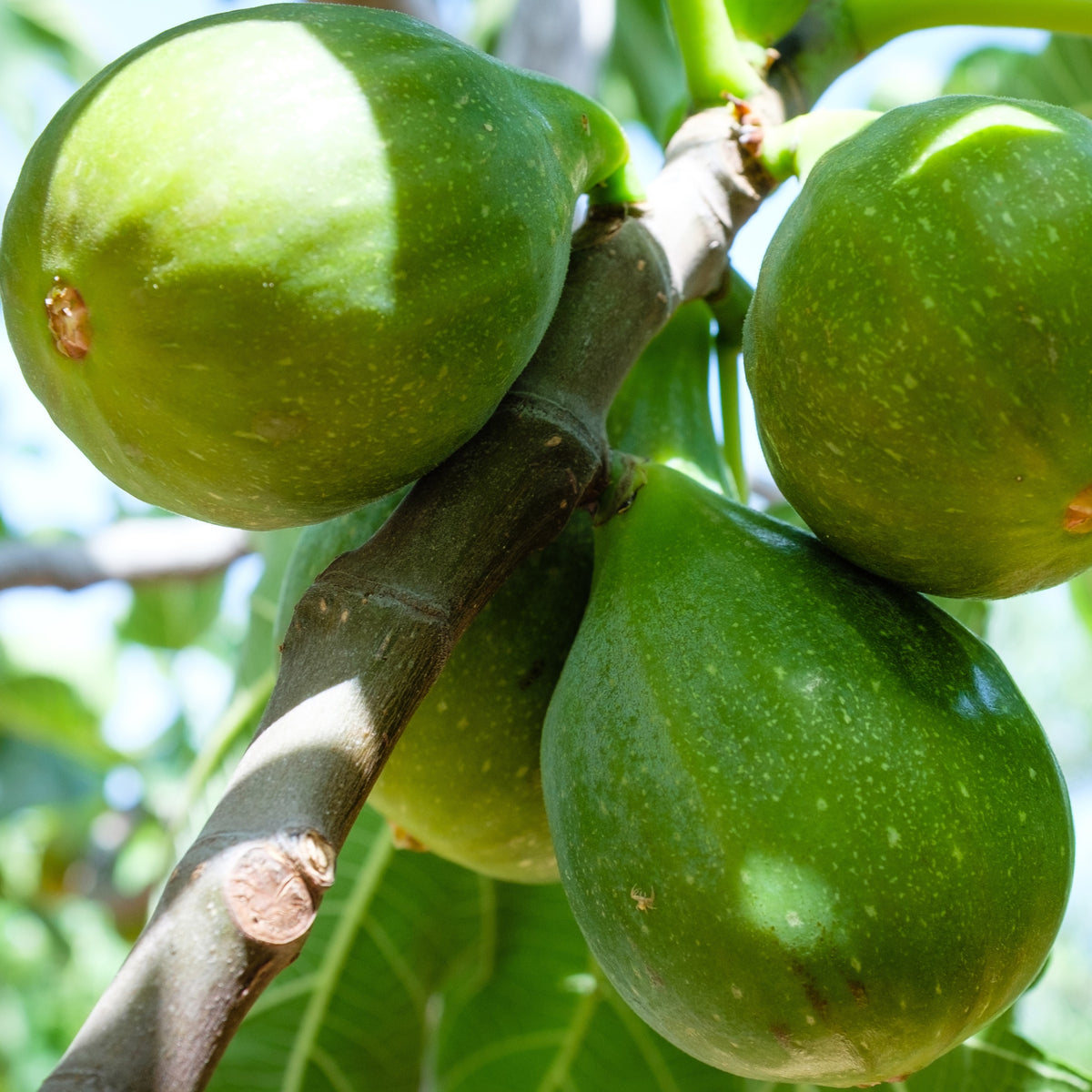 Vijgenboom 'Fiorone' - Ficus carica 'fiorone' - Bakker