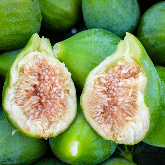 Vijgenboom 'Fiorone' - Bakker