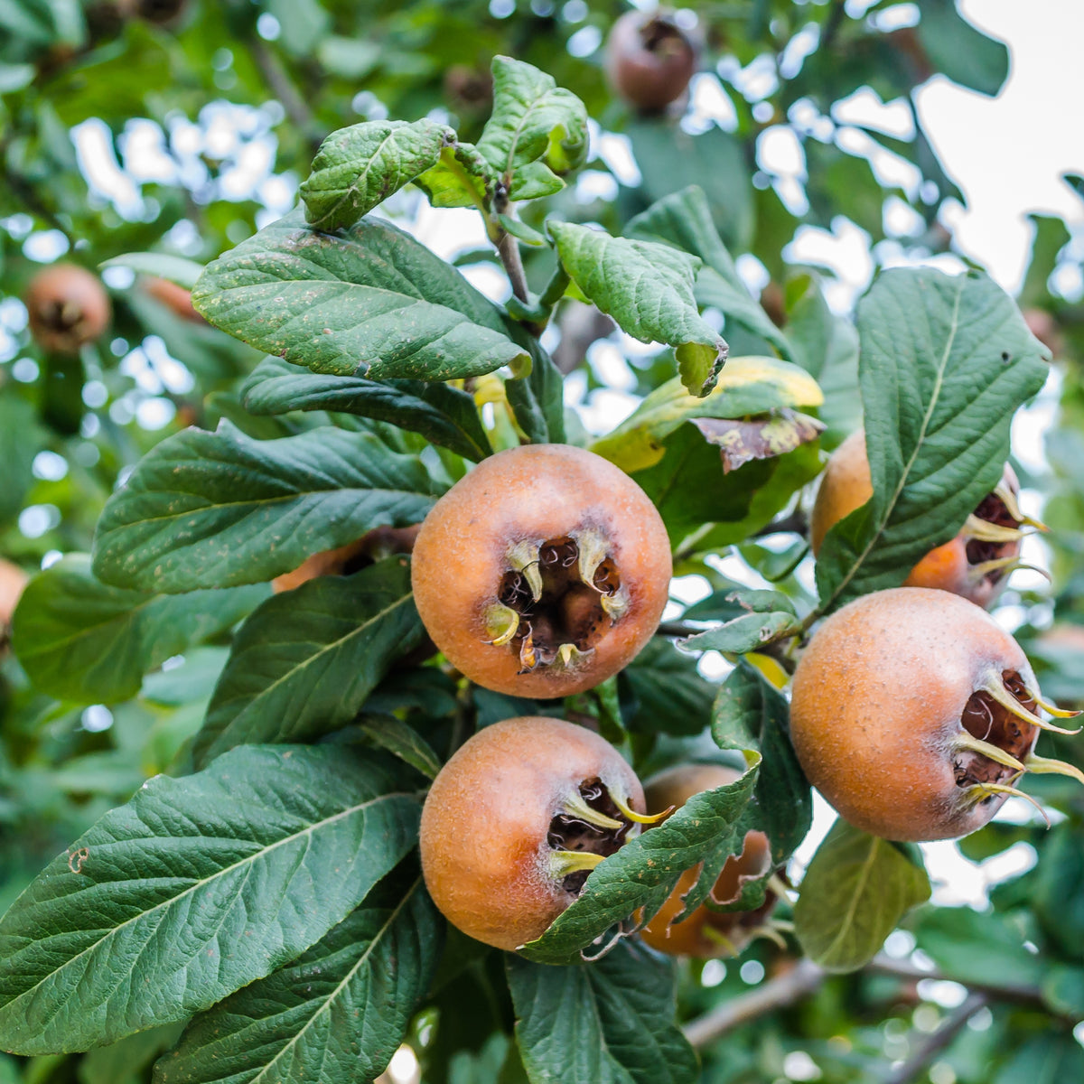 Mispel - Mespilus germanica - Bakker