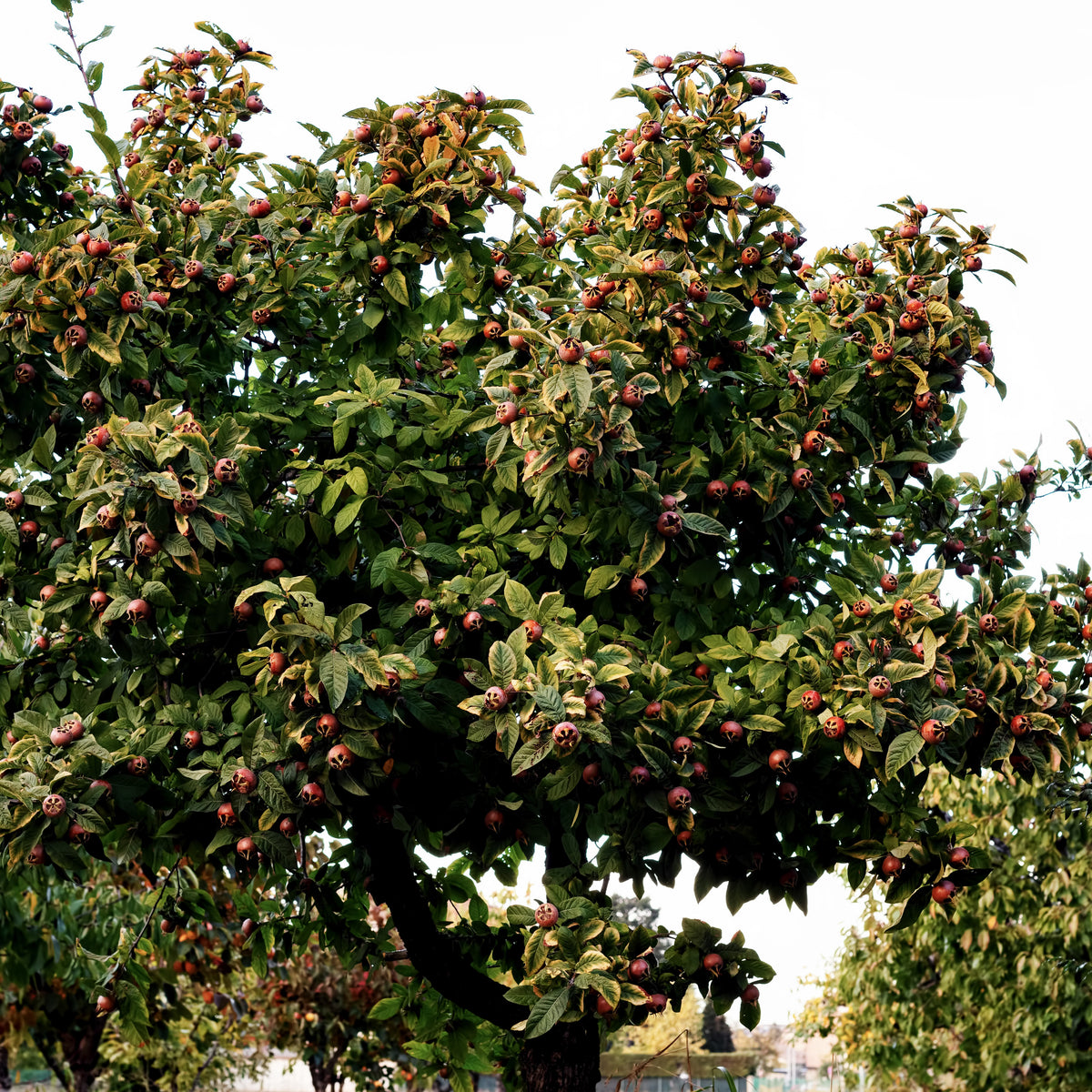 Mespilus germanica - Mispel - Fruitbomen