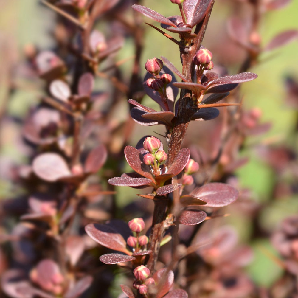Japanese Zuurbes Helmond Pillar - Berberis thunbergii Helmond Pillar - Bakker