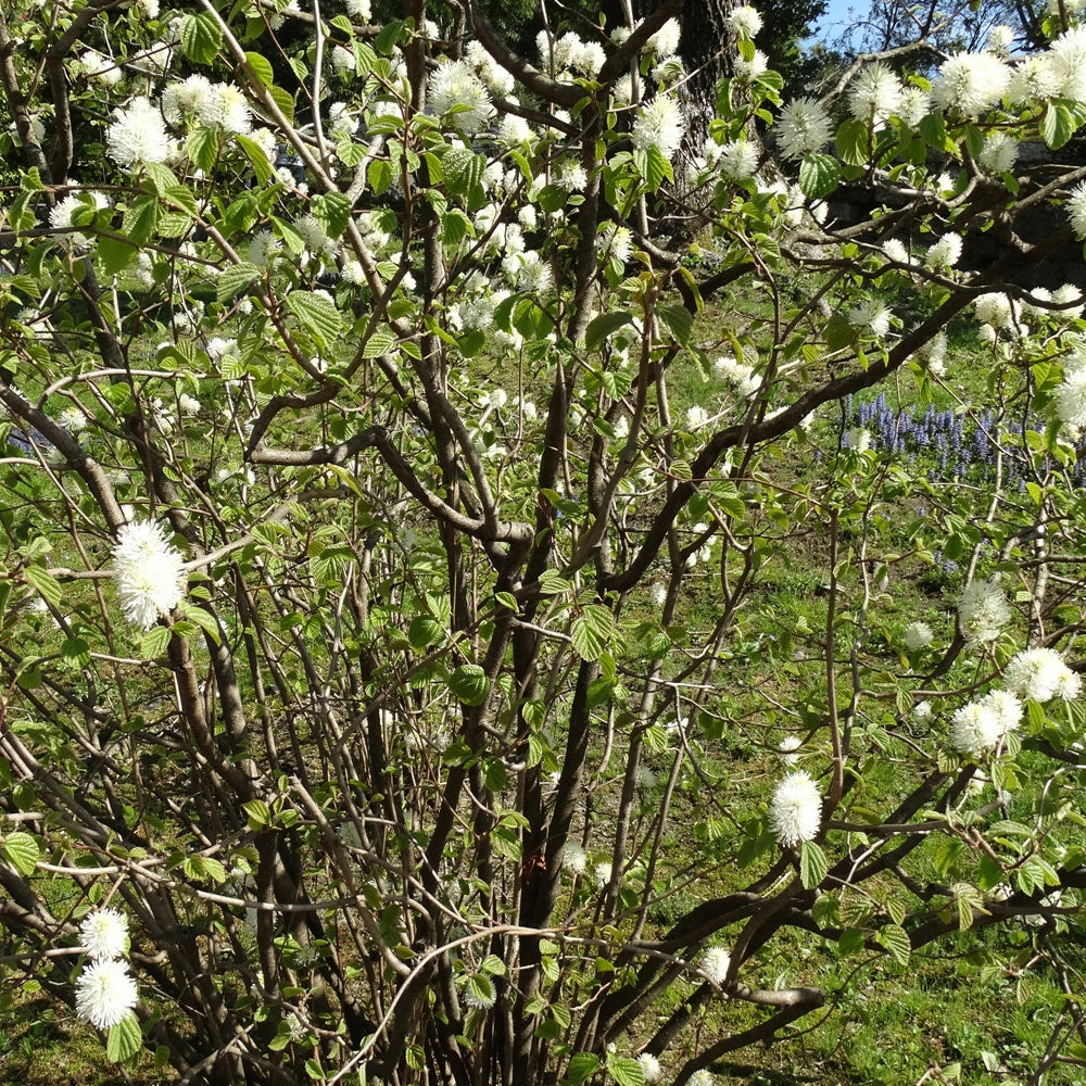 Lampenpoetserstruik - Fothergilla major