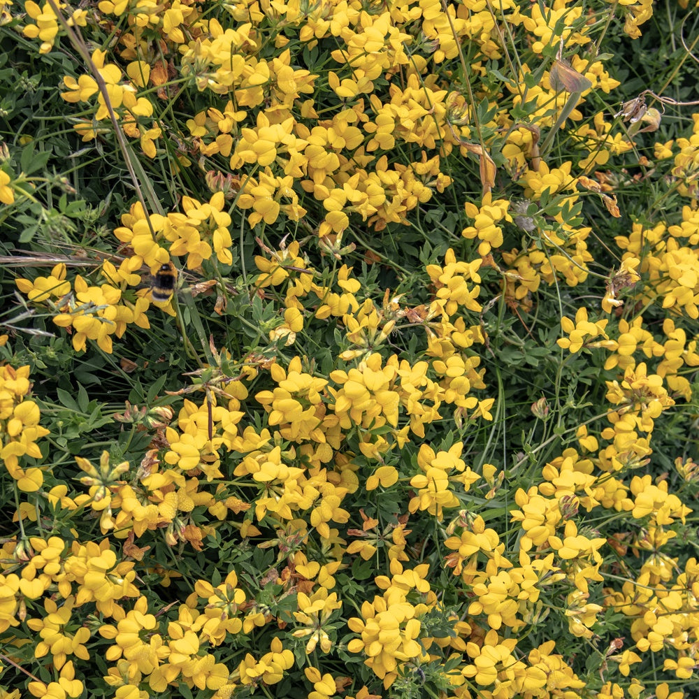 Kruipbrem - Genista pilosa 'vancouver gold' - Bakker