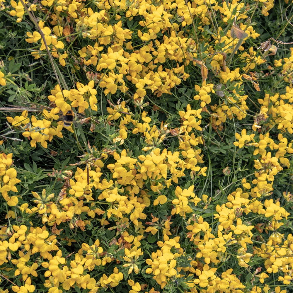 Kruipbrem - Genista pilosa 'vancouver gold' - Tuinplanten