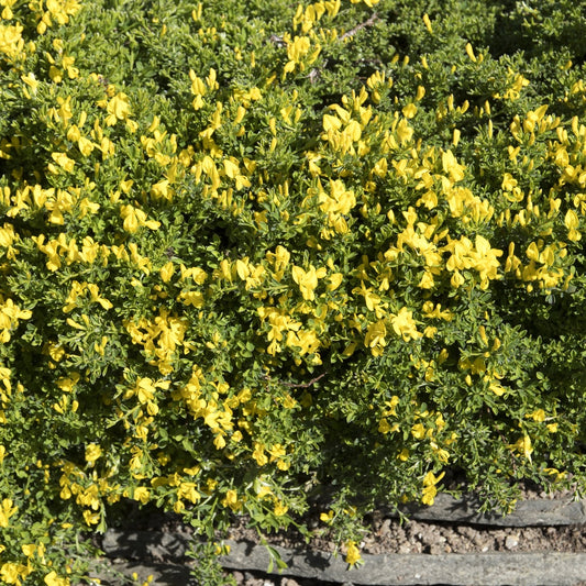 Kruipbrem - Genista pilosa 'vancouver gold' - Heesters en vaste planten