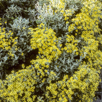 Wit Askruid - Senecio compacta drysdale