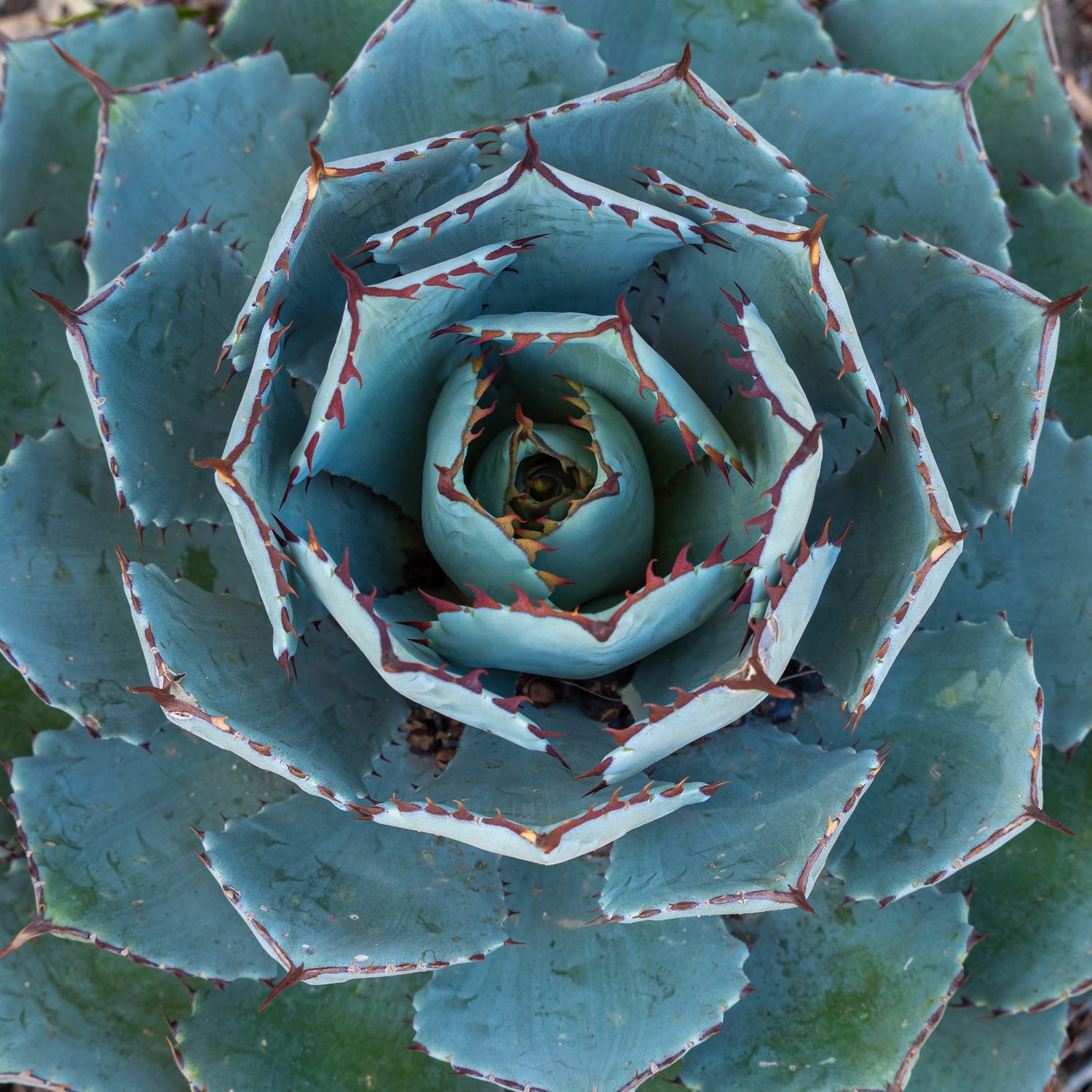 Aloë