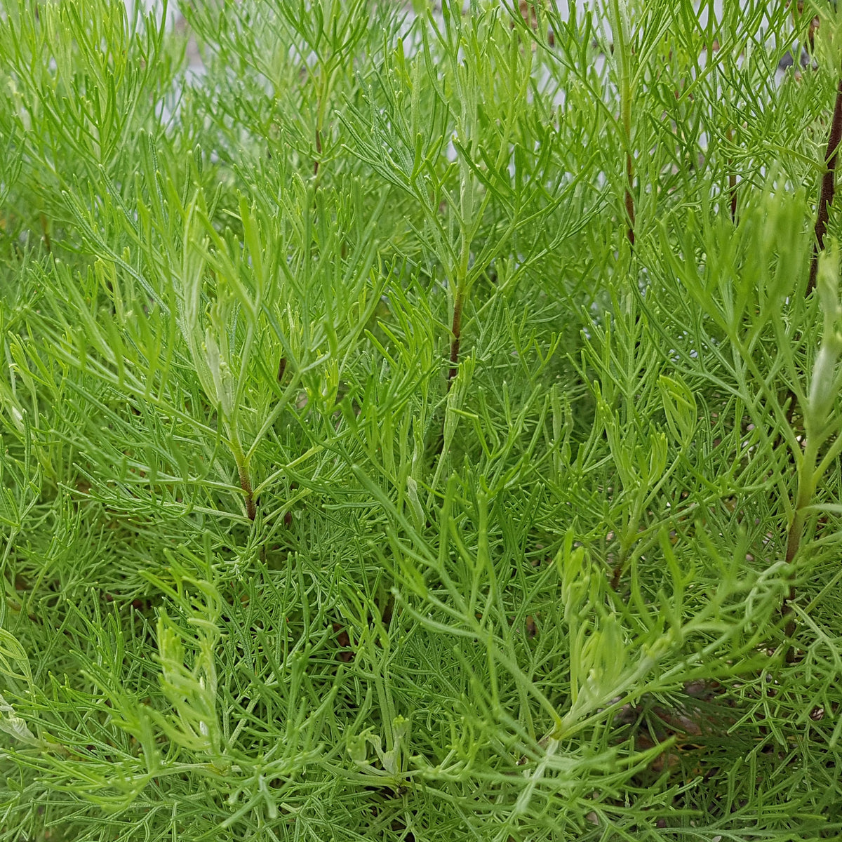 Colakruid 'Martima' - Artemisia abrotanum 'maritima' - Bakker