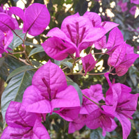 Bougainville 'Violet de Mèze' - Bougainvillea 'violet de mèze' - Tuinplanten