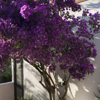 Bougainville 'Violet de Mèze' - Bougainvillea 'violet de mèze' - Heesters en vaste planten