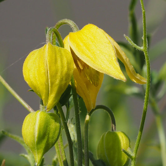 Bosrank 'Little Lemons' - Clematis 'little lemons' - Heesters en vaste planten