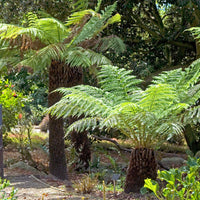Tasmaanse boomvaren - Dicksonia antarctica - Bakker