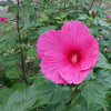 Grootbloemige alteastruik 'Extreme Magenta'® - Hibiscus moscheutos 'extreme magenta'' - Tuinplanten