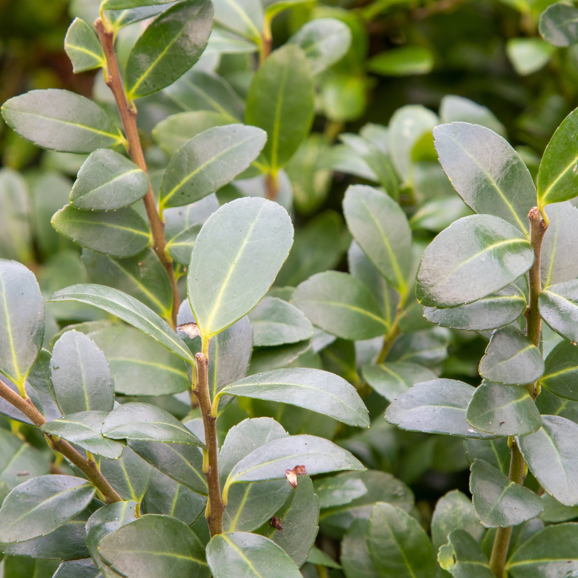 Japanse hulst (x3) - Ilex maximowicziana kanehirae - Tuinplanten