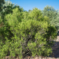 Steenlinde - Phillyrea angustifolia - Terras- en balkonplanten