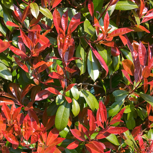 Glansmispel 'Carré Rouge' - Photinia x fraseri 'carré rouge' - Tuinplanten