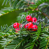 Venijnboom - Taxus baccata - Heesters en vaste planten