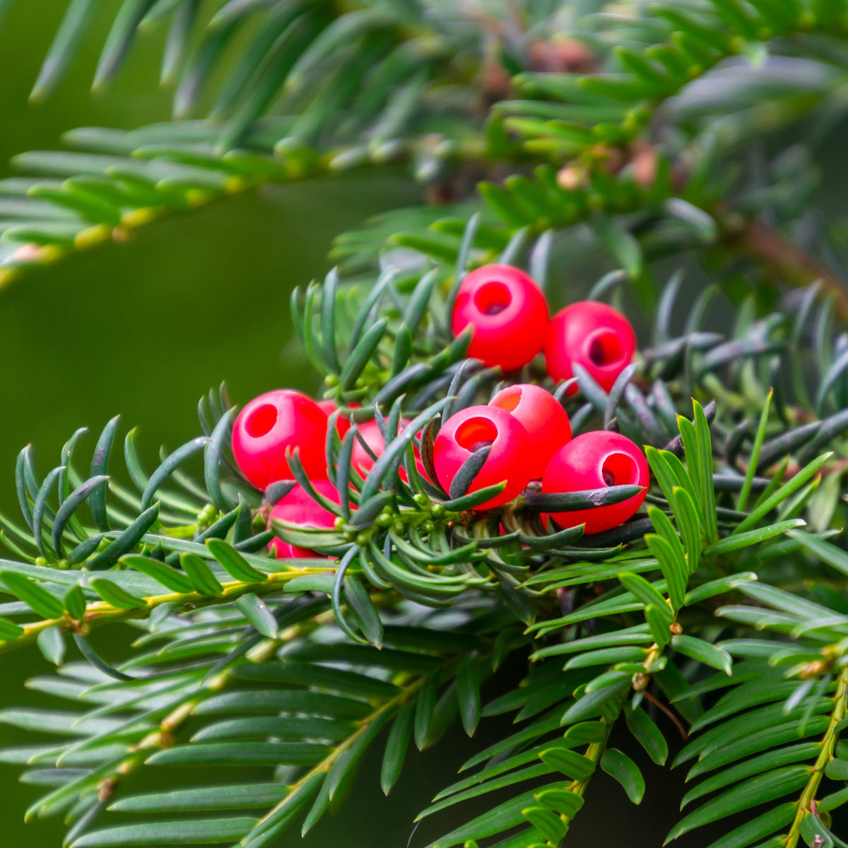 Taxus baccata - Venijnboom - Haagheesters