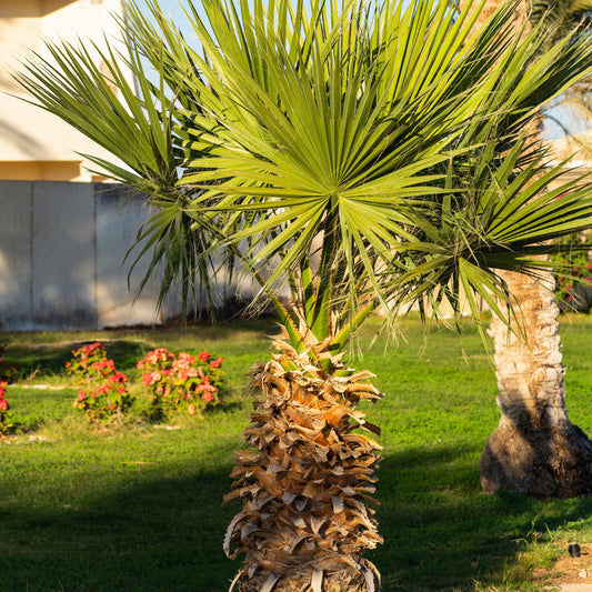 Mexicaanse waaierpalm - Washingtonia robusta - Tuinplanten