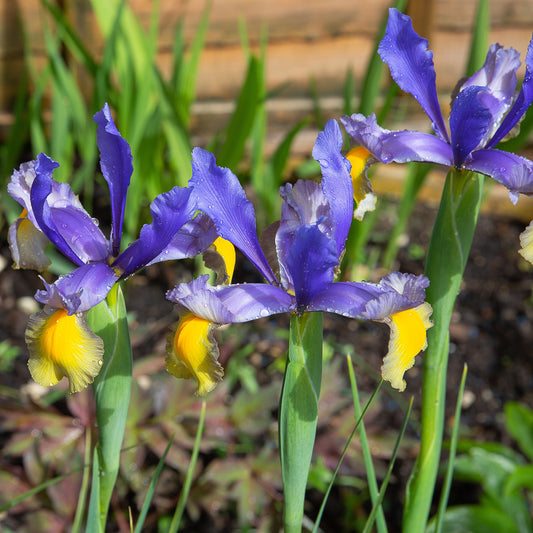 Iris 'Frans Hals' (x10) - Iris hollandica 'frans hals' - Bloembollen