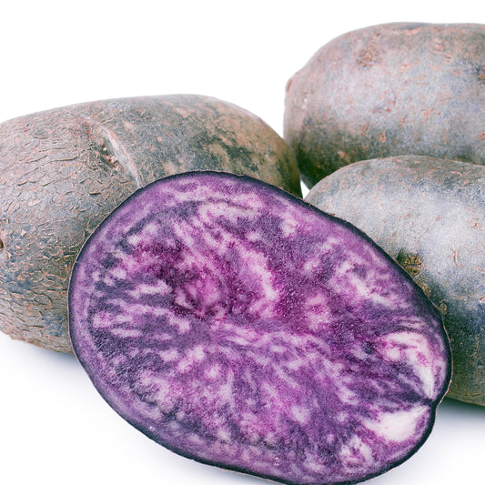 Aardappel 'Ulysse' - BIO - Bakker