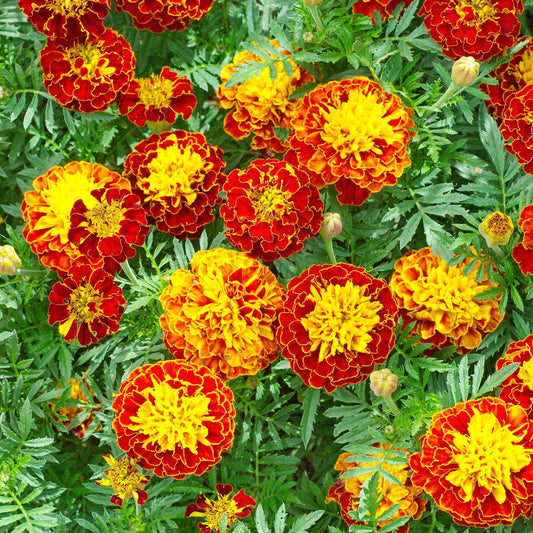 Klein Afrikaantje - Bakker