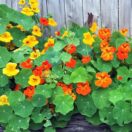 Oost-Indische kers Mix - Bakker